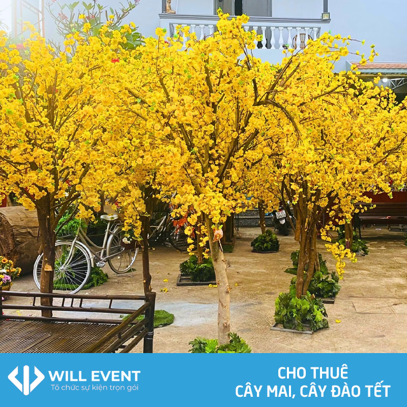Cho thuê cây mai, cây đào Tết Nguyên Đán tại Will Event