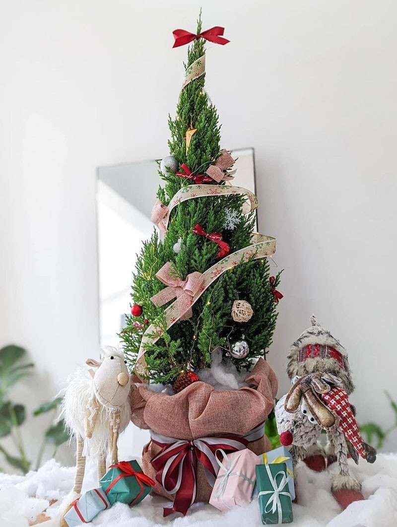 Cây thông noel từ cây Tuyết Tùng
