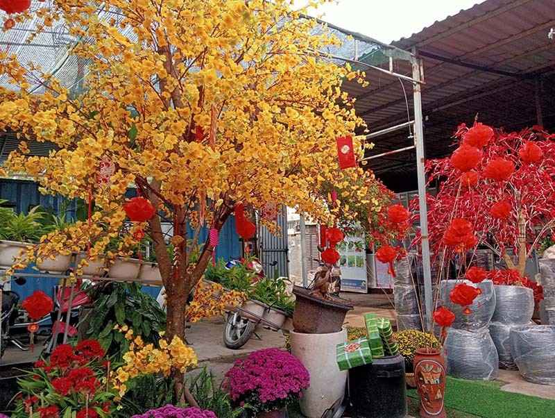 Cây mai trang trí tiểu cảnh Tết