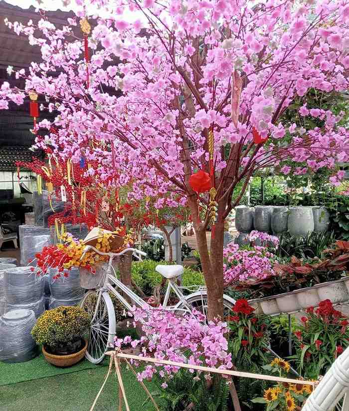 Cây đào trang trí tiểu cảnh Tết
