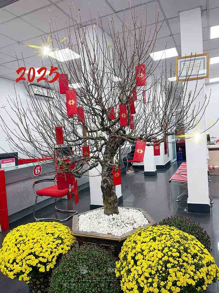 Trang trí cây đào Tết tại ngân hàng Techcombank